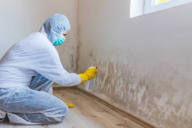 Licensed Commercial Mold Remediation service in Freeland, MI - WQB Mold Removal